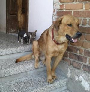 Прикачена снимка