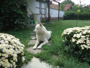 Прикачена снимка