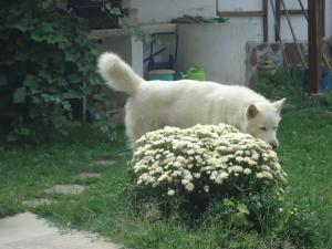 Прикачена снимка