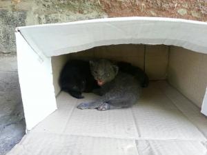 Прикачена снимка