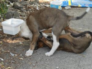 Прикачена снимка
