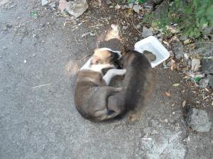 Прикачена снимка