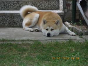 Прикачена снимка