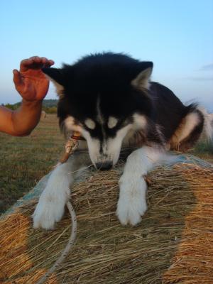 Прикачена снимка