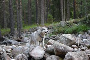 Прикачена снимка
