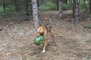 Прикачена снимка