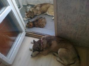 Прикачена снимка