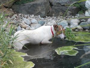 Прикачена снимка