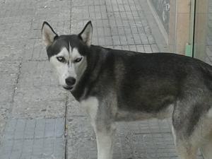Прикачена снимка