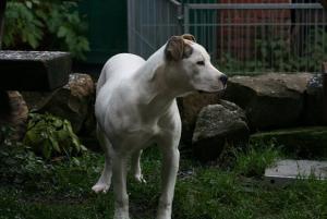 Прикачена снимка