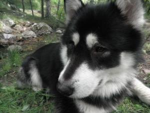 Прикачена снимка