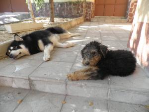 Прикачена снимка