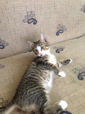 Прикачена снимка