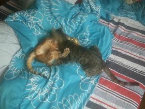 Прикачена снимка