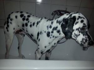 Прикачена снимка