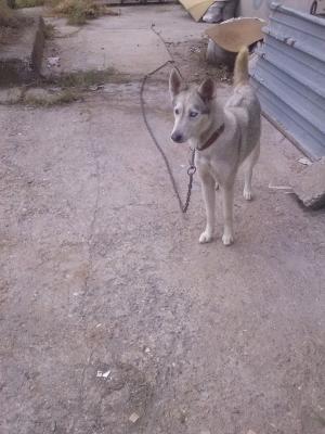 Прикачена снимка