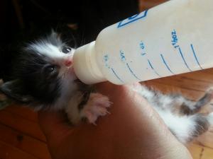 Прикачена снимка