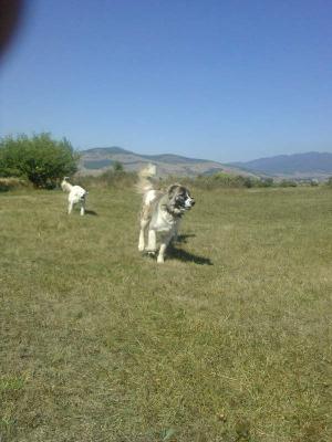 Прикачена снимка