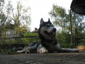 Прикачена снимка