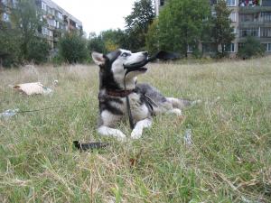 Прикачена снимка