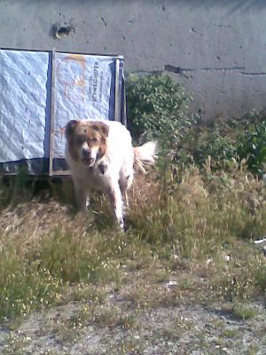 Прикачена снимка