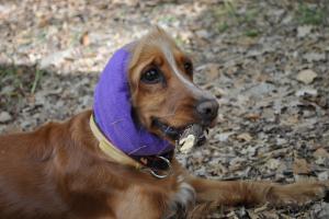 Прикачена снимка