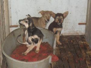 Прикачена снимка