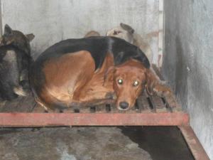 Прикачена снимка