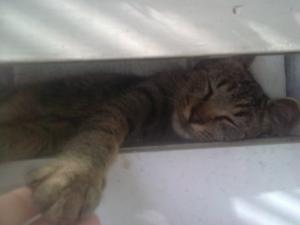 Прикачена снимка