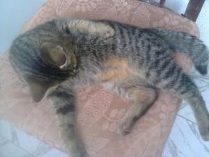 Прикачена снимка