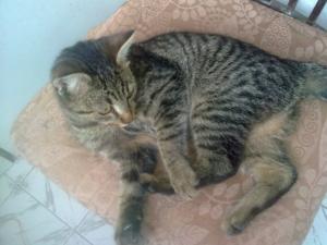Прикачена снимка