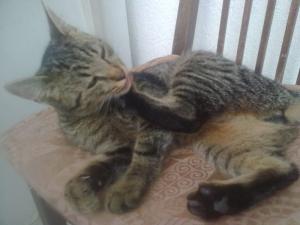 Прикачена снимка
