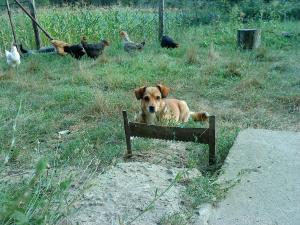 Прикачена снимка