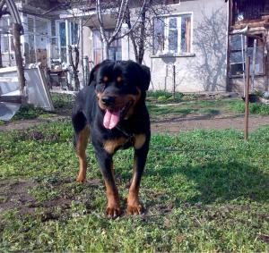 Прикачена снимка