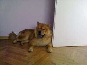 Прикачена снимка