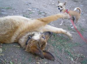 Прикачена снимка