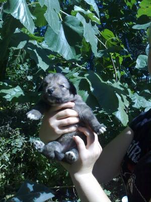 Прикачена снимка