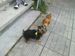 Прикачена снимка