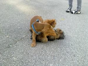 Прикачена снимка