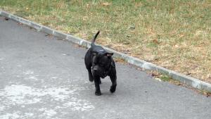 Прикачена снимка