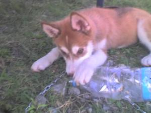Прикачена снимка
