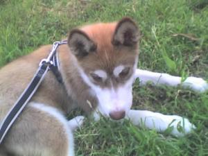 Прикачена снимка