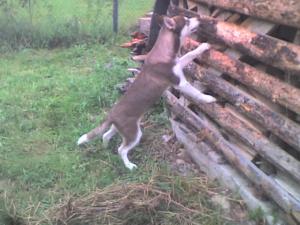 Прикачена снимка