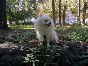 Прикачена снимка