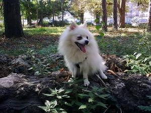 Прикачена снимка