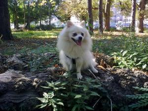 Прикачена снимка