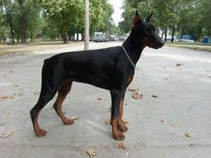 Прикачена снимка