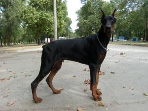 Прикачена снимка