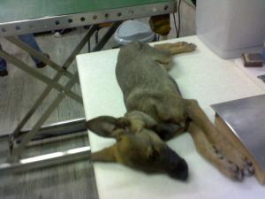 Прикачена снимка