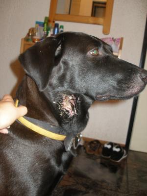 Прикачена снимка